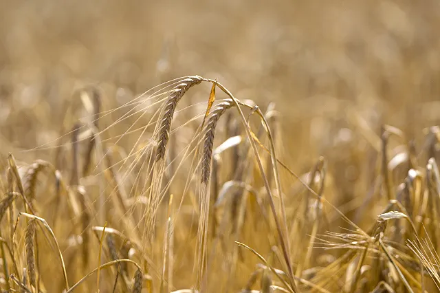 РФ пока не достигла продовольственной безопасности по молоку, картофелю и соли