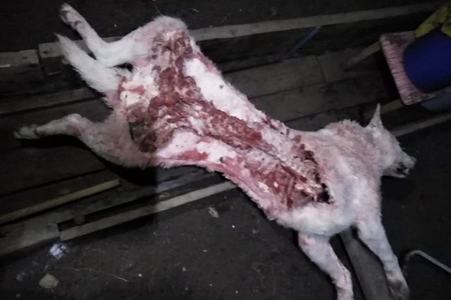 В поселке в Серове нашли выпотрошенный как туша труп собаки