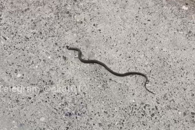 На Ботанике прохожие заметили змею