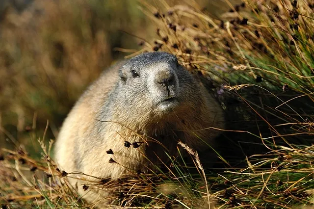 Сурок Фил из Екатеринбургского зоопарка сделал прогноз на весну