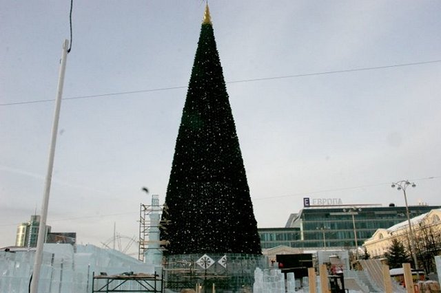 В мэрии рассказали, когда на площадь 1905 года привезут живые ели