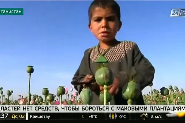 Талибы* запретили выращивание мака на всей территории Афганистана