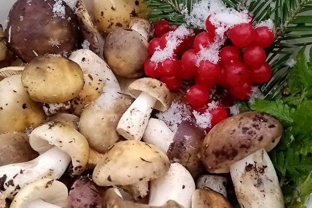 Свердловчане продолжают собирать грибы