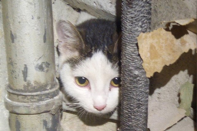 В Верхней Пышме спасли кота, застрявшего в вентиляции