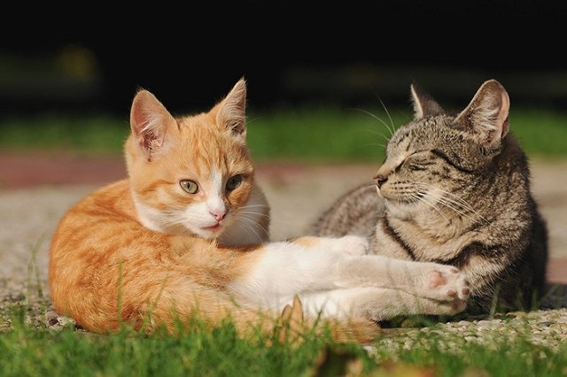 ИГИЛ начало борьбу с котиками