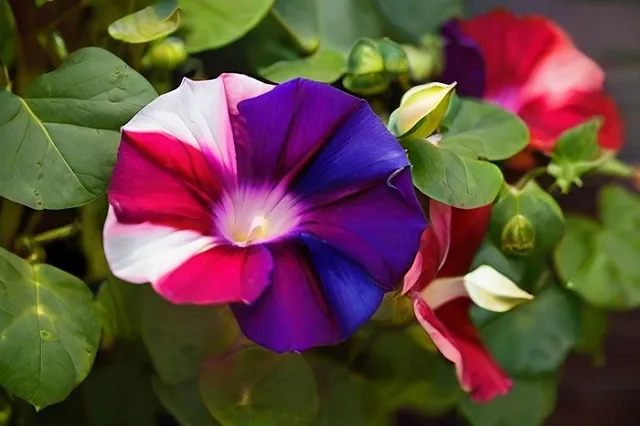 В России под страхом тюрьмы запретили выращивать популярное у дачников растение