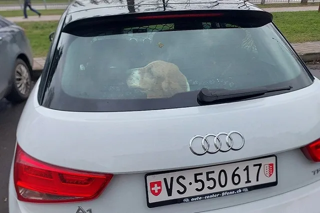 Собаку из приюта не пустили в ЕC из-за российского ветпаспорта