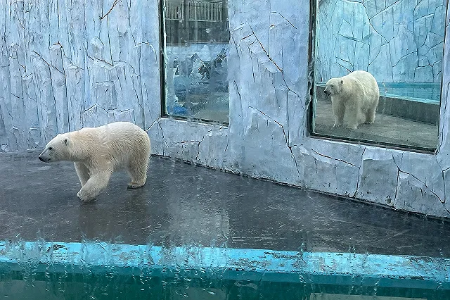 Сегодня Екатеринбургский зоопарк можно будет посетить бесплатно