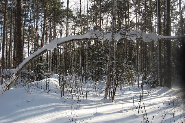 Лесничий в Ревде получил 8 лет строгого режима за взятку от «черного» лесоруба