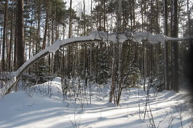 Лесничий в Ревде получил 8 лет строгого режима за взятку от «черного» лесоруба
