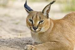 Котенка стоимостью 440 тысяч рублей украли в Москве