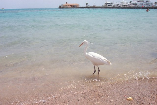 Туротрасль Екатеринбурга может сократиться вдвое из-за проблем в Египте