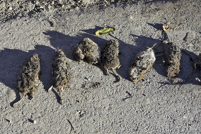 Ради ЧМ с екатеринбургского ВИЗа вытравят клещей и крыс