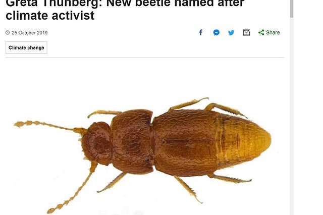 Микроскопического жука назвали в честь Греты Тунберг