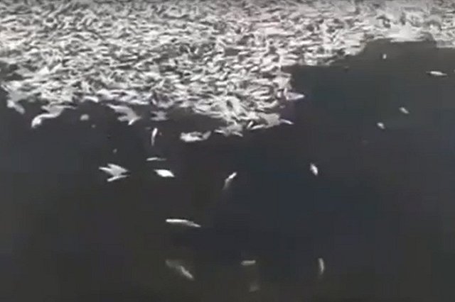 В свердловском озере рыба гибнет в массовом порядке