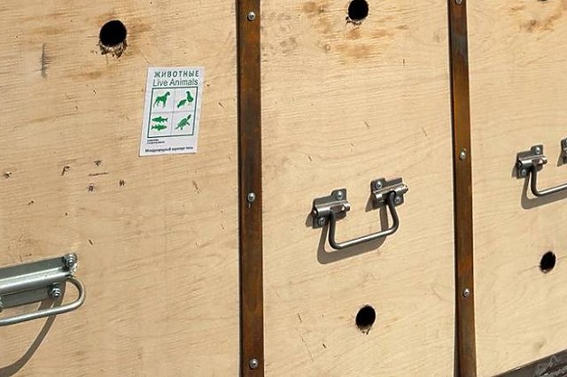 Пассажирка весом 245 килограммов прилетела в Екатеринбург в багажном отсеке