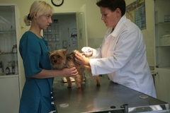 Ветеринарам разрешат использовать кетамин