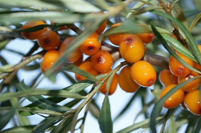 В Госдуме предложили освободить дачные участки до 8 соток от налогов