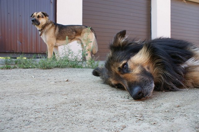 Жители Уралмаша добились возвращения пса Кузи, отловленного «Спецавтобазой»