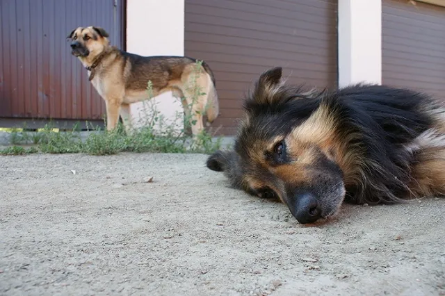 Жители Уралмаша добились возвращения пса Кузи, отловленного «Спецавтобазой»