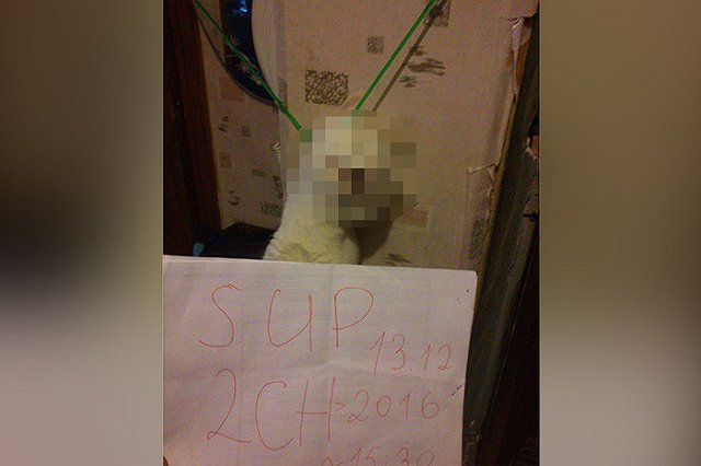 В сети пообещали «найти и покарать» повесившего кота в прямом эфире живодера