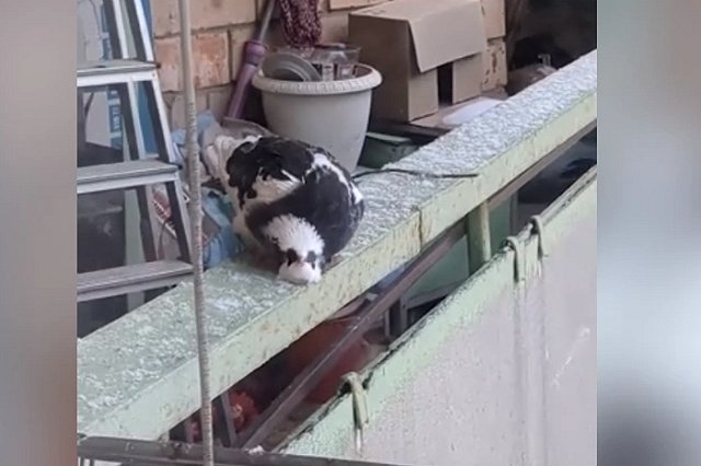 В Екатеринбурге появились опасные голуби