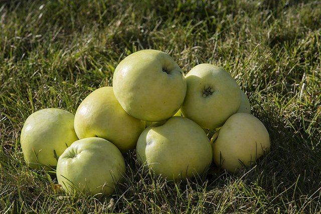 Приговор по делу о зверском убийстве садовода вынесен на Урале