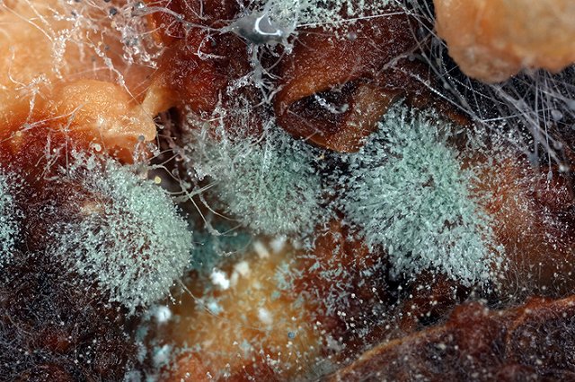 Из «просрочки» делают салаты, плесень на колбасе моют Fairy