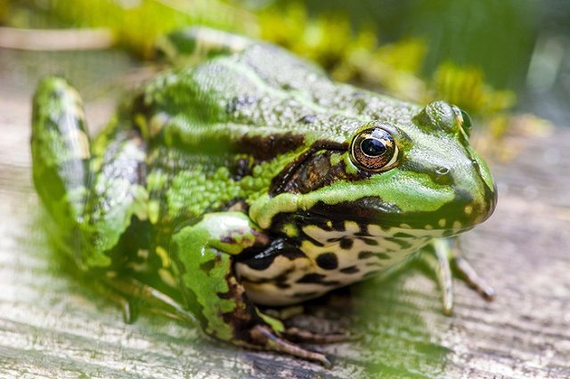 Астраханские ученые хотят накормить россиян консервами из лягушек