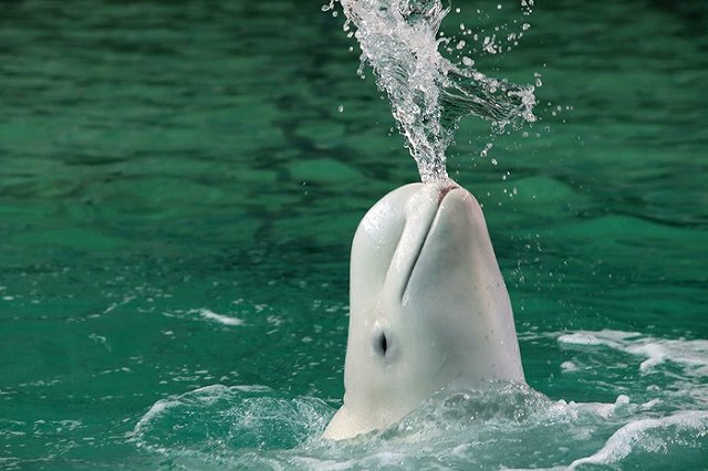 Норвегия реабилитировала русского «кита-шпиона»: он оказался «детским доктором»