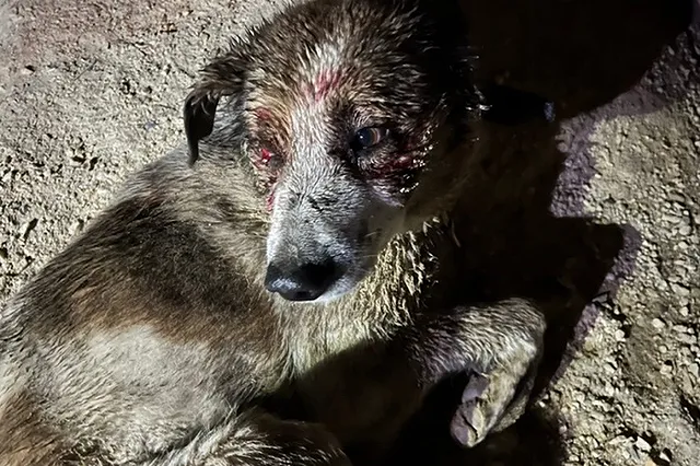 В Берёзовском хозяин жестоко избил собаку лопатой