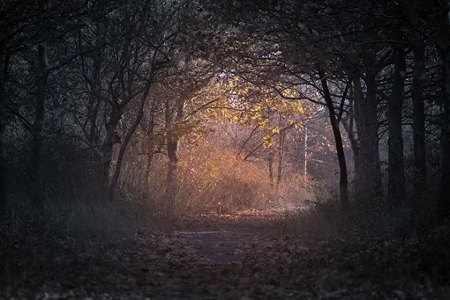 Мужчина избил парня в екатеринбургском парке, а потом изнасиловал там девушку
