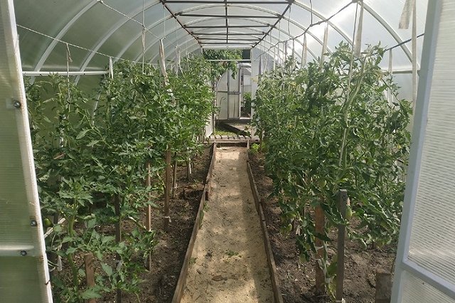 Власти Екатеринбурга выделили 6 миллионов рублей на поддержку садовых товариществ