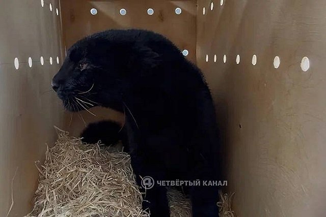 Дальневосточный леопард, родившийся в Екатеринбурге, отправился жить в Казахстан по обмену
