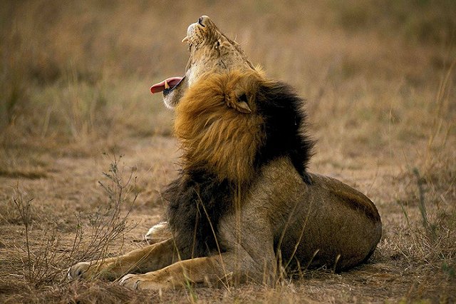 В датском зоопарке школьникам показали вскрытие льва