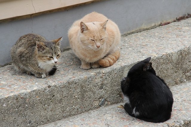 Полицейские разыскивают в Москве заминированного кота-«смертника»