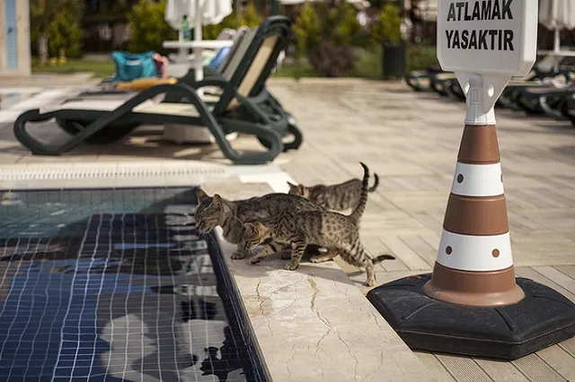 Минтранс подтвердил вероятность запрета на полеты чартеров в Турцию