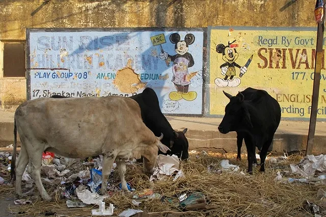 Антон Симаков вернулся из Индии и готовит новый «мастер пис»