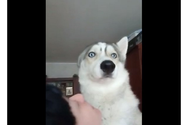 В Челябинске мужчина застрелил хаски, погнавшегося за птицей