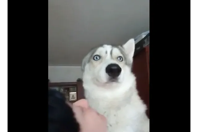 В Челябинске мужчина застрелил хаски, погнавшегося за птицей