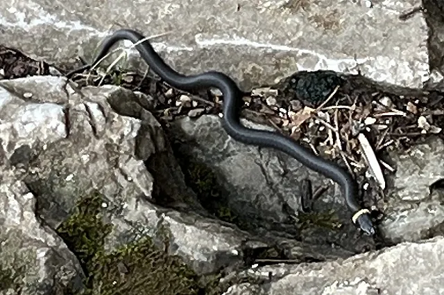 В Свердловской области на человека напала ядовитая змея