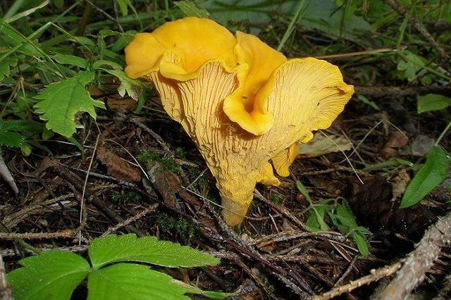 Депутаты Заксо поссорились из-за грибов — резать их ножом или нет