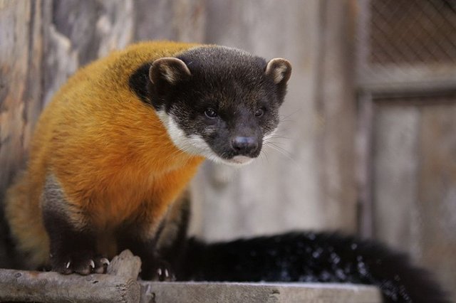 «Зоомисс-2017» выбрали в Екатеринбурге