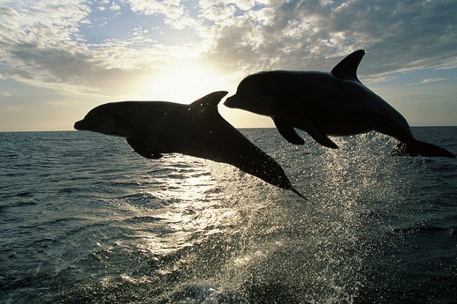 Киев сообщил о гибели украинских боевых дельфинов в Севастополе