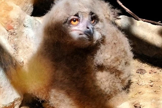 В зоопарке Екатеринбурга родился невероятно милый малыш. Только посмотрите на него!