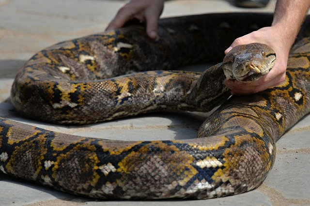 Питерского питона-убийцу отдали серпентологу на хранение