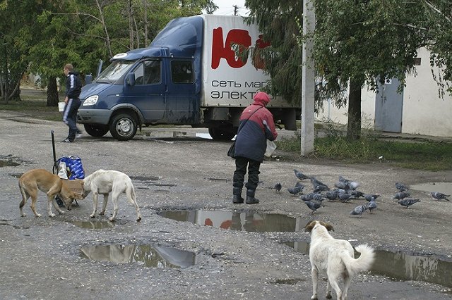 В Самаре по подозрению в убийстве зоозащитницы арестовали догхантера