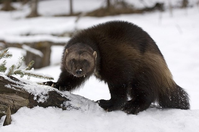 В свердловском заповеднике впервые за 23 года нашли следы росомахи