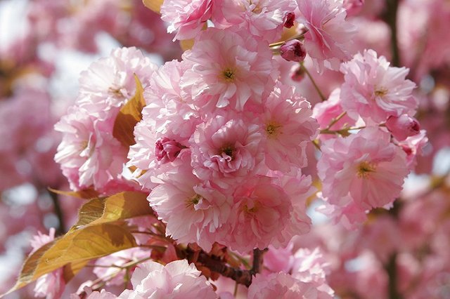 Японцы обвинили китайских туристов в варварском отношении к сакуре