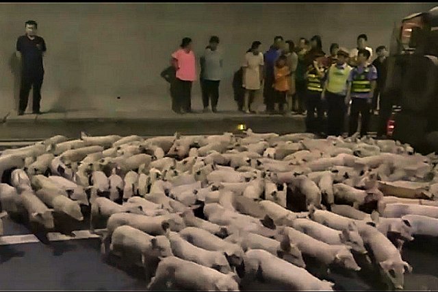 Сотни поросят разбежались по автомобильному тоннелю после ДТП